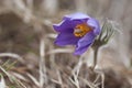 Pasqueflower - harbinger of spring.