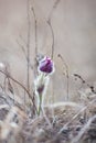 Pasqueflower - harbinger of spring.