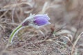 Pasqueflower - harbinger of spring.