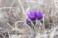 Pasqueflower - harbinger of spring.