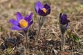 Pasqueflower (pulsatilla vulgaris)