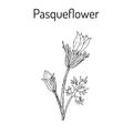 Pasqueflower pulsatilla vulgaris , medicinal plant.