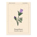 Pasqueflower pulsatilla vulgaris , medicinal plant