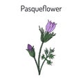 Pasqueflower pulsatilla vulgaris , medicinal plant