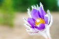 Pasqueflower, Pulsatilla vulgaris Royalty Free Stock Photo