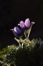 Pasqueflower at sunset