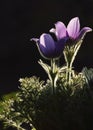 Pasqueflower at twilight