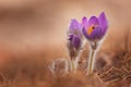 Pasqueflowers one of the first wildflowers to appear in spring