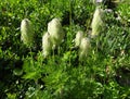 Western Anemone plants are coated in long hairs in the fall Royalty Free Stock Photo