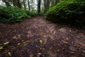 Passage in Doi inthanon national park, Thailand Royalty Free Stock Photo