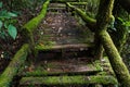 Passage in Doi inthanon national park, Thailand Royalty Free Stock Photo