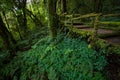 Passage in Doi inthanon national park, Thailand Royalty Free Stock Photo