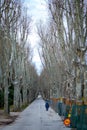 Passage with dry trees in winter with some construction signs