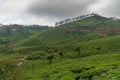 Tea plantation on the road to Munnar