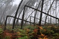 Storm Klaus. Between Sore and Pissos, Landes.