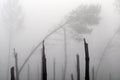 Storm Klaus. Between Sore and Pissos, Landes, France