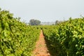 Passage in the rows of green vineyards. Grape vines field in summer.