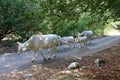 Passage of white cows in the mountains, typical scene visible in the Abruzzo region, Italy