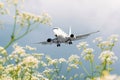 Passenger commercial airplane flies over flower fields at the airport.