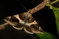 The Passenger (Dysgonia algira) Royalty Free Stock Photo
