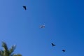 A passenger plane is flying low in the blue sky . Three black birds fly under it Royalty Free Stock Photo