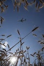 Passenger plane over a wheat field view from the ground, freedom ecology recreation concept