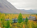 The train travels through the forest. Railway through