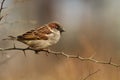 Passer domesticus Royalty Free Stock Photo