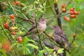 Couple of birds house sparrow, resting on brier. Royalty Free Stock Photo