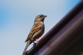 Passer domesticus or common sparrow