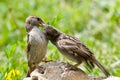 Passer domesticus, House Sparrow Royalty Free Stock Photo