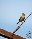 Passer domesticus `Pardal Comum` in Braga. Royalty Free Stock Photo