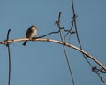 Passer domesticus Pardal standing on a branch at winter. Royalty Free Stock Photo