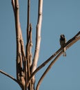 Passer domesticus Pardal standing on a tree at winter. Royalty Free Stock Photo