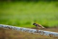 Passer domesticus, resting bird on the barrier, hot day