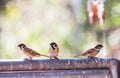 Passer montanus birds perch on the fence on a clear day as the background.