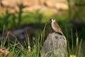 Passer montanus. Sparrow sitting on a stone at sunset. Blurred background photo Royalty Free Stock Photo