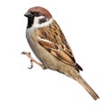 Passer montanus, Tree Sparrow.