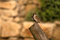 Passer montanus. Two sparrows sitting on wood at sunset. Blurred background photo