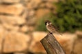 Passer montanus. Two sparrows sitting on wood at sunset. Blurred background photo