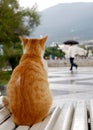 Passer-by under an umbrella