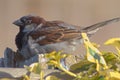 Passeridae sparrow resting on a fence post before resuming it`s journey Royalty Free Stock Photo