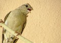 Passeridae, sparrows Royalty Free Stock Photo