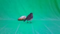 Passeriformes Bird, Erithacus Rubecula - Red Breasteats, on Chroma Key Backgroud