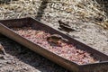 Passerine flocks and families moving in search of food, wildlife, wild and small flying animals, natural survival in modern