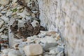 Passerine flocks and families moving in search of food, wildlife, wild and small flying animals, natural survival in modern