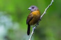 Passerinis Tanager in Costa Rica