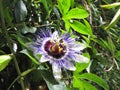 Passiflora blue subtropical flower. Flowering unusual plant. Environmental protection Royalty Free Stock Photo