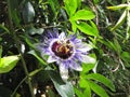 Passiflora blue subtropical flower. Flowering unusual plant. Environmental protection Royalty Free Stock Photo