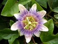 The Passiflora caerulea